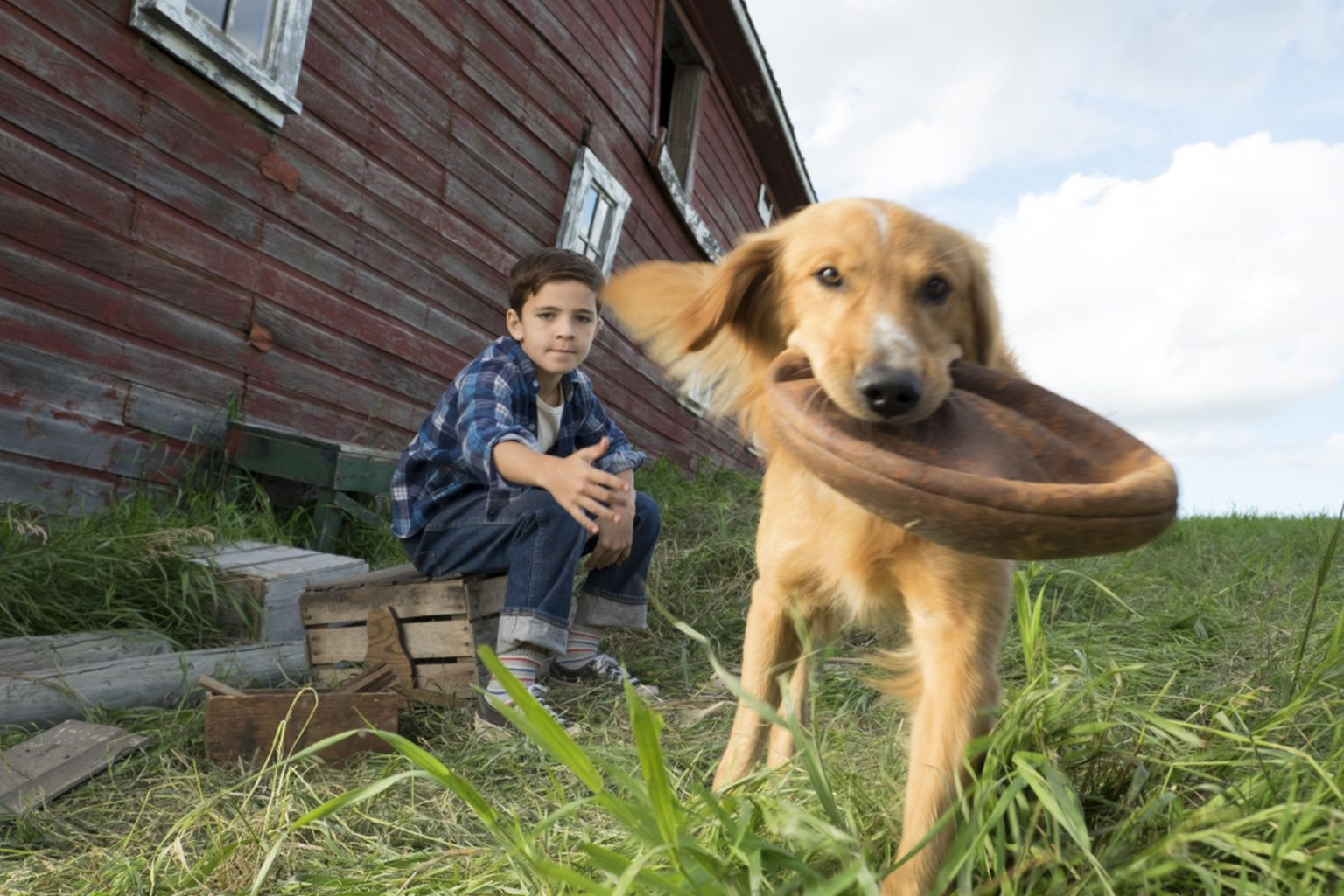 Где жила собака. Собака живет в будке. Где живет собака. Собачья жизнь фильм 2017. Приют «страна бродячих собак» в коста-рике.
